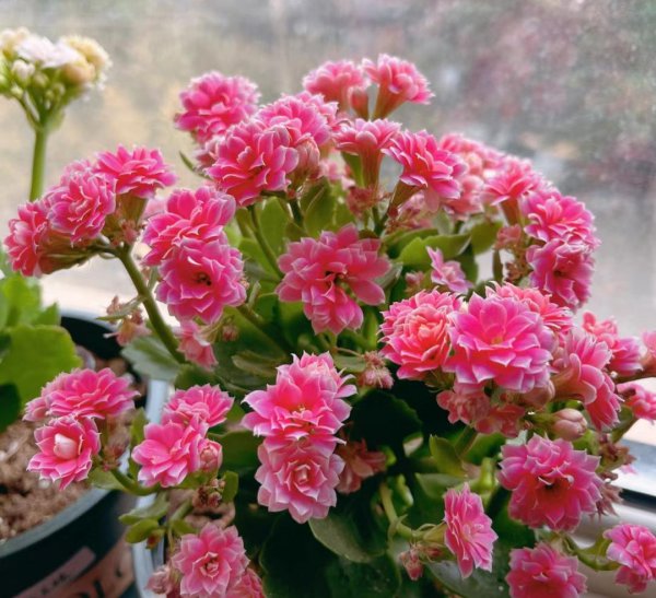 花期长好看又好养的花室内