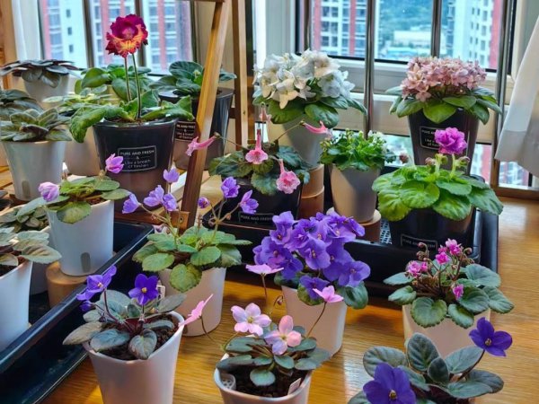 花期长好看又好养的花室内