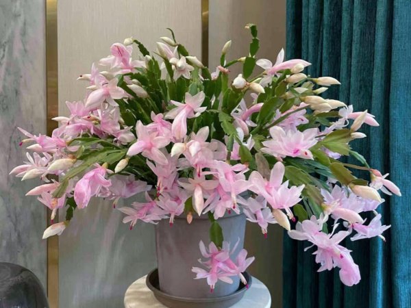 花期长好看又好养的花室内