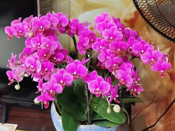 花期长好看又好养的花室内