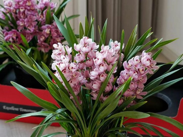 花期长好看又好养的花室内