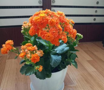 长寿花几月份开始控光催花 长寿花催花时间和方法