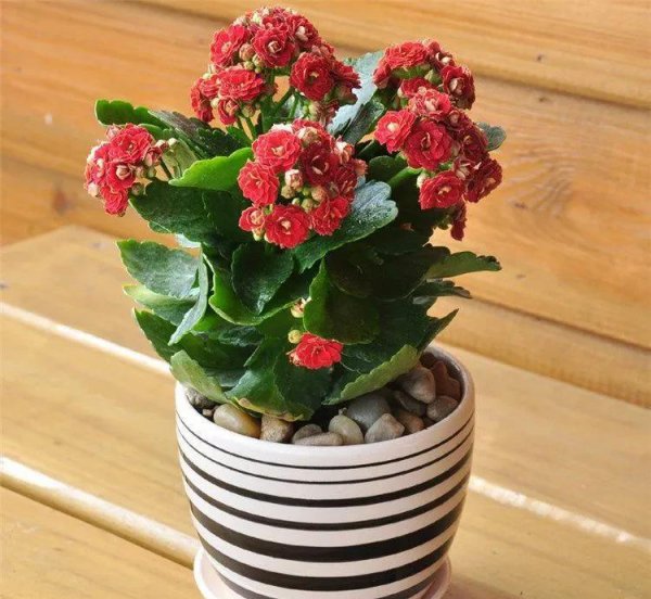 长寿花几月份开始控光催花