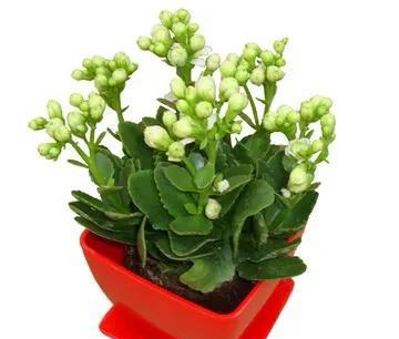 长寿花几月份开始控光催花