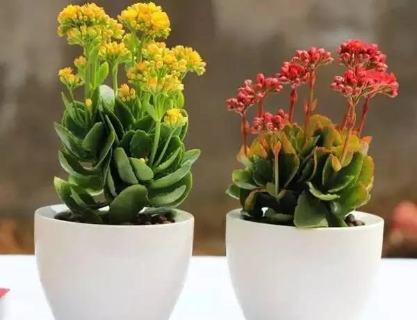 长寿花几月份开始控光催花