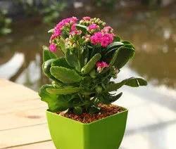 长寿花几月份开始控光催花