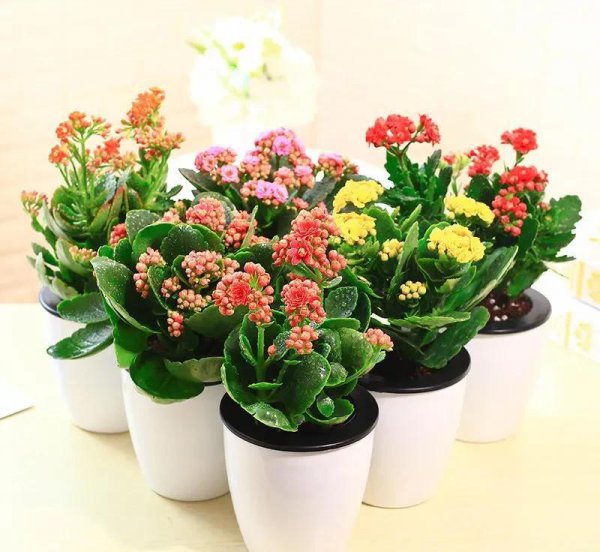 长寿花几月份开始控光催花
