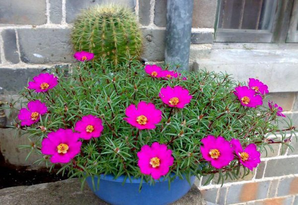 怎样才能把花养好养活