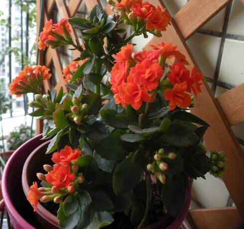 怎样才能把花养好养活