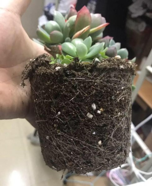 怎样才能把花养好养活