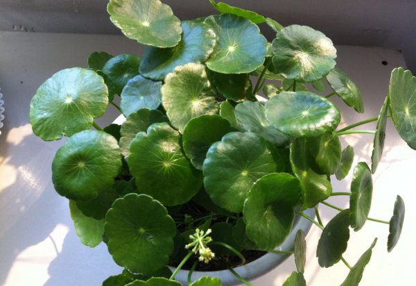 怎样才能把花养好养活