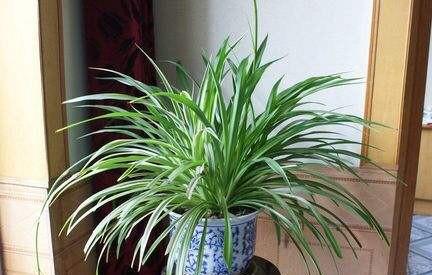 怎样才能把花养好养活