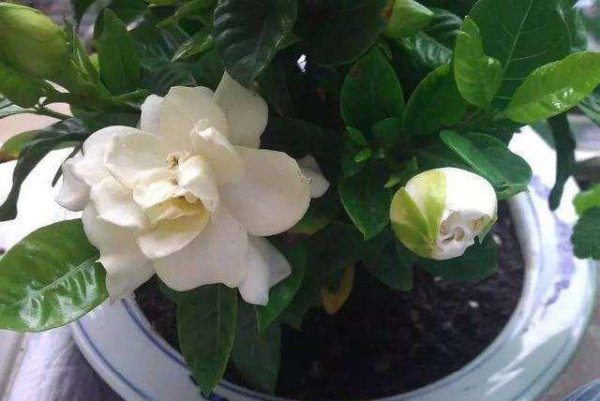 怎样才能把花养好养活