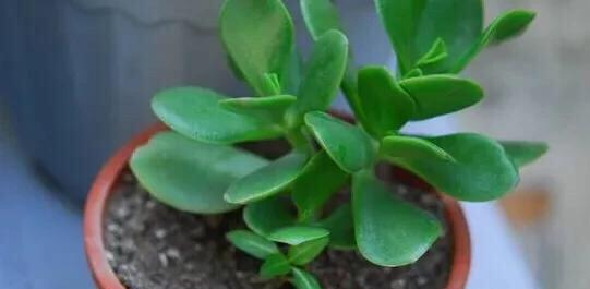 怎样才能把花养好养活