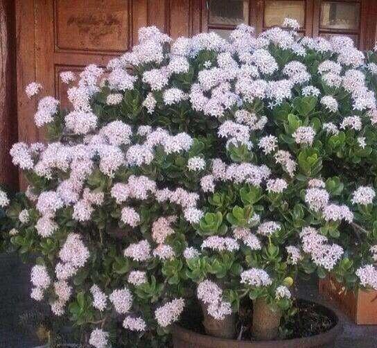 怎样才能把花养好养活