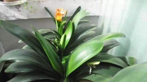 怎样才能把花养好养活