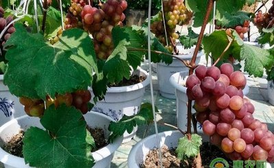 盆栽葡萄用什么盆最好 最全面盆栽葡萄种植要点