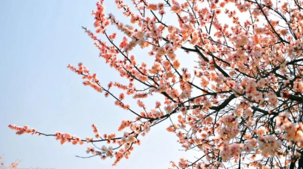 十二个月花的季节花名