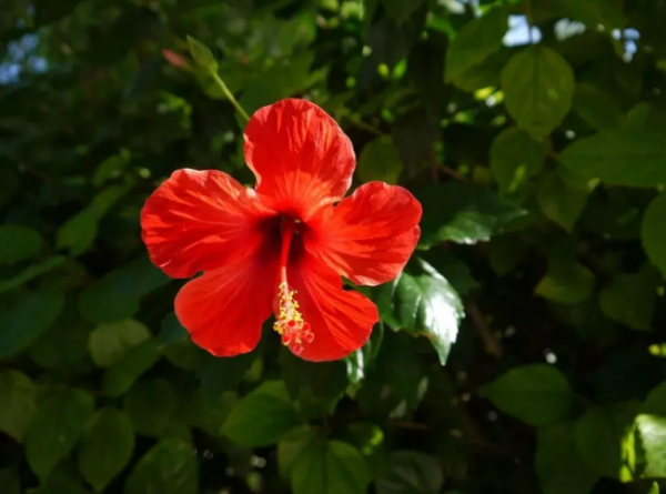 十二个月花的季节花名