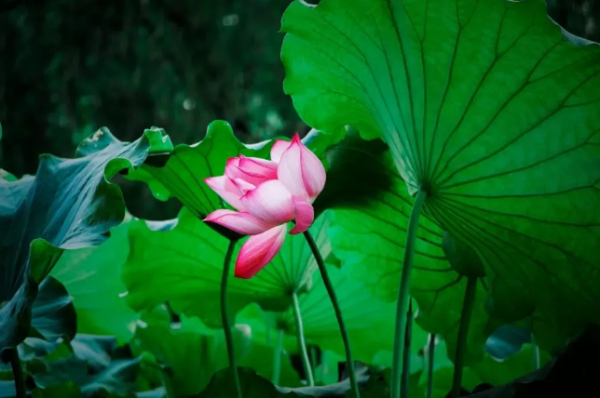 十二个月花的季节花名