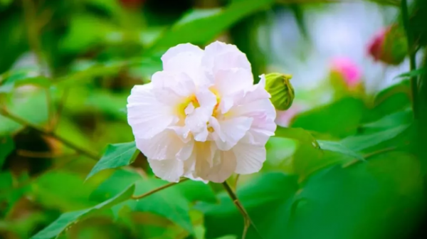 十二个月花的季节花名