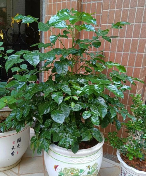 金钱树放家里哪个方向最旺财