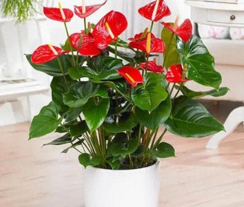 室内耐阴花卉植物大全 喜阴又开花不断的植物