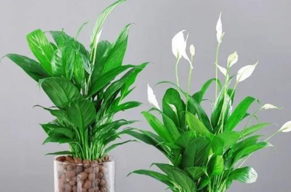 室内耐阴花卉植物大全