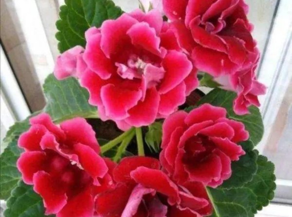 室内耐阴花卉植物大全