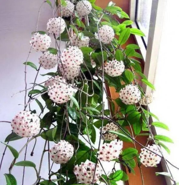 室内耐阴花卉植物大全