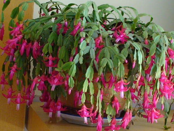 蟹爪兰怎么养才能开花茂盛
