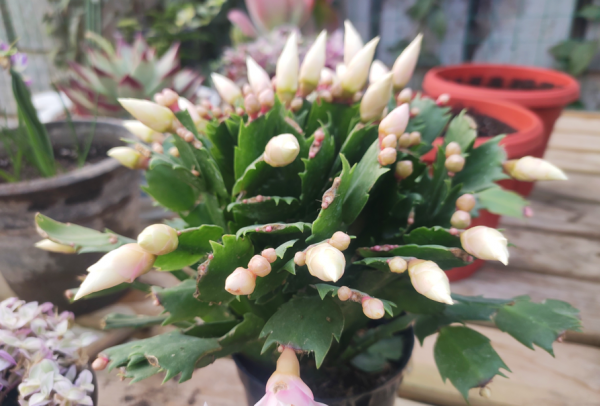 蟹爪兰怎么养才能开花茂盛
