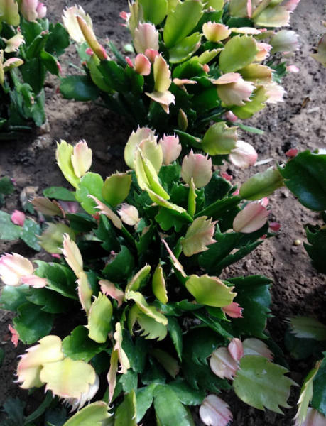 蟹爪兰怎么养才能开花茂盛