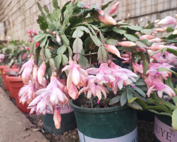 蟹爪兰怎么养才能开花茂盛