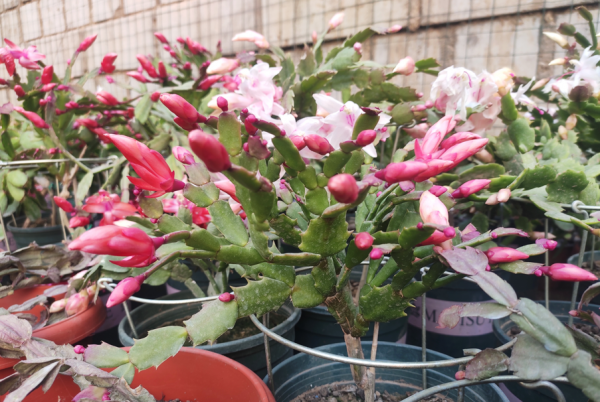 蟹爪兰怎么养才能开花茂盛