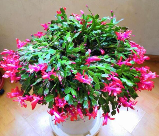 蟹爪兰怎么养才能开花茂盛