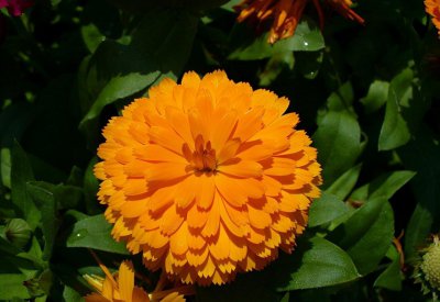 菊花是什么时候开的 春天最常见的花介绍