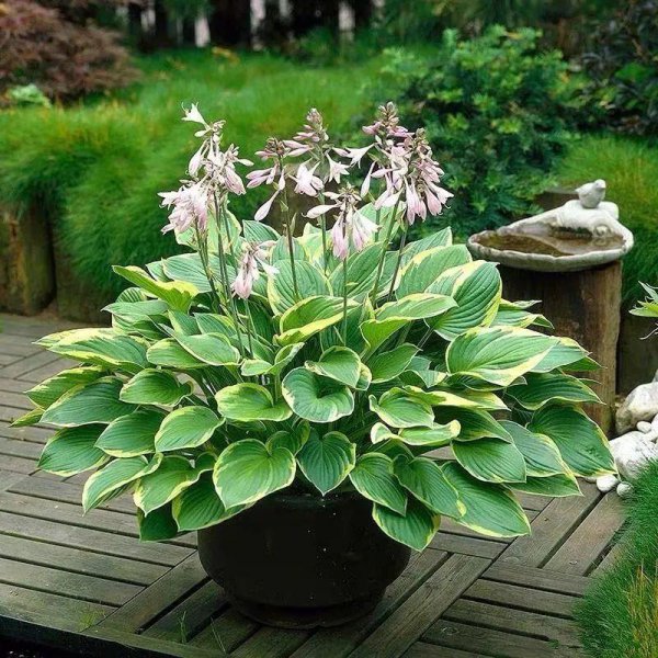 室内喜阴植物有哪些好养