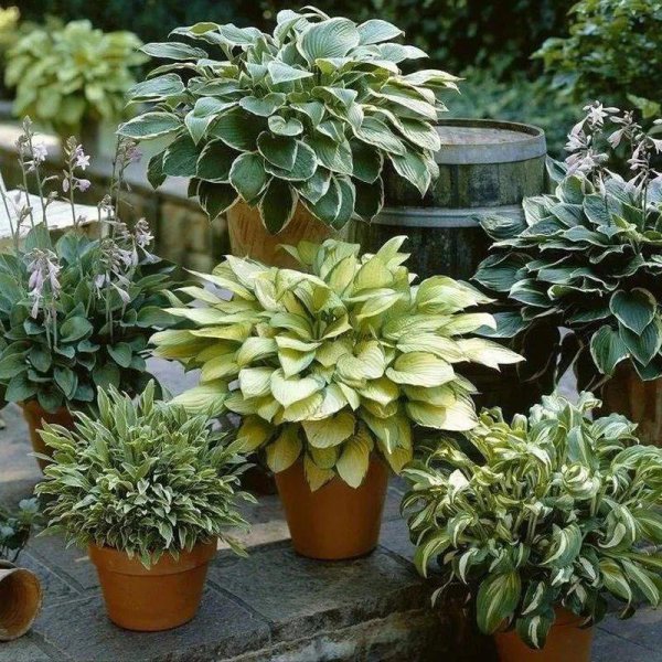 室内喜阴植物有哪些好养