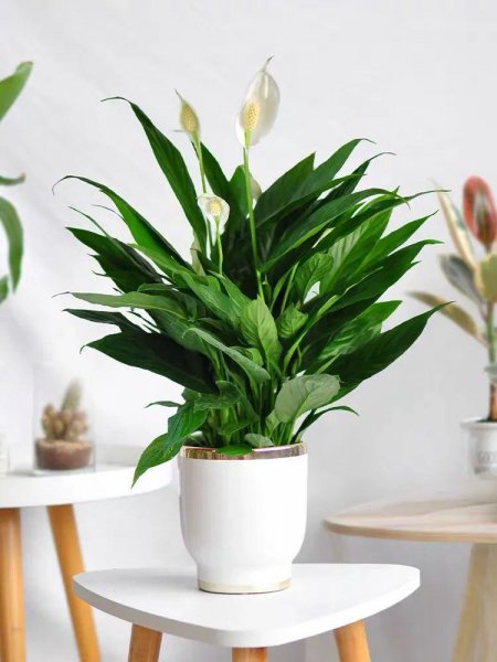 室内喜阴植物有哪些好养