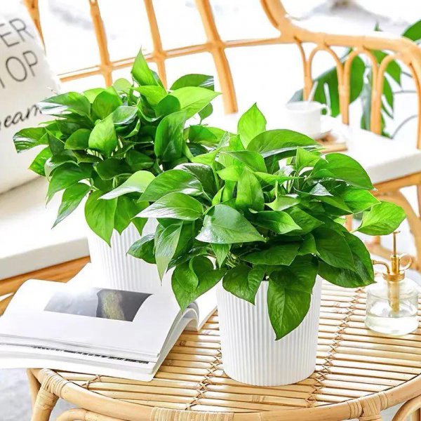 室内喜阴植物有哪些好养
