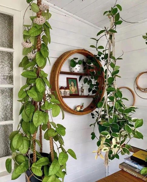 室内喜阴植物有哪些好养