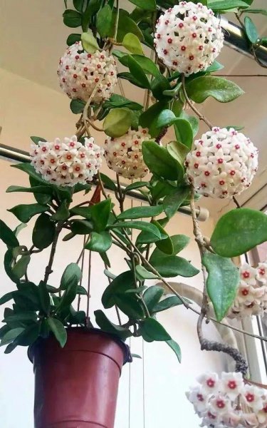 室内喜阴植物有哪些好养