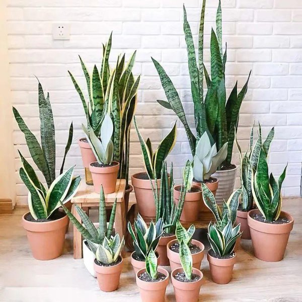 室内喜阴植物有哪些好养