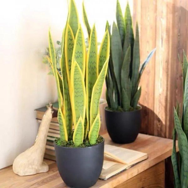 室内喜阴植物有哪些好养