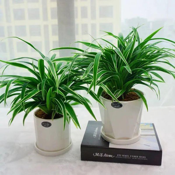 室内喜阴植物有哪些好养