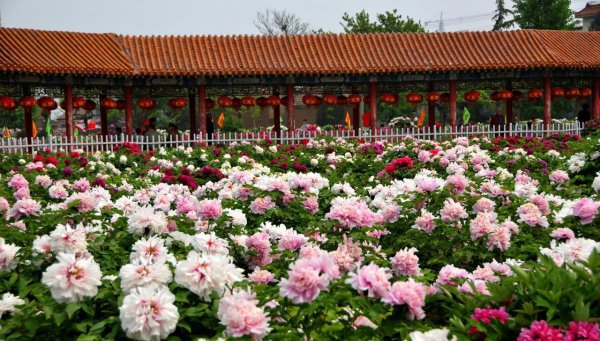 牡丹花什么时候开放的和什么样子