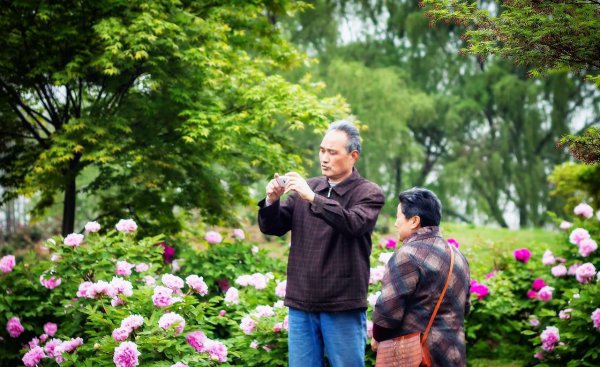 牡丹花什么时候开放的和什么样子