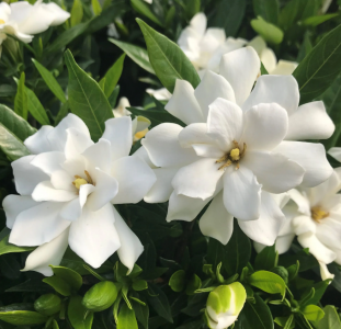 栀子花几月开花苞几月凋谢 栀子花的花期养护管理