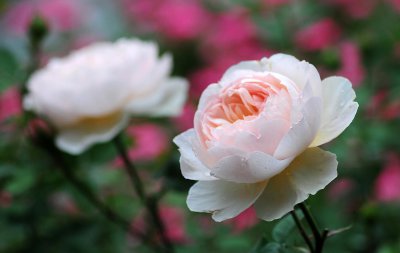 月季花是几月份开的 观赏月季花花期简介